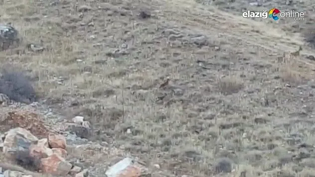 Dağ keçileri sürü halinde görüntülendi