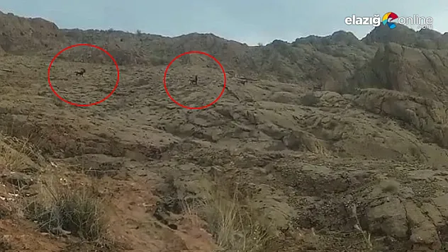 Dağ keçileri sürü halinde görüntülendi