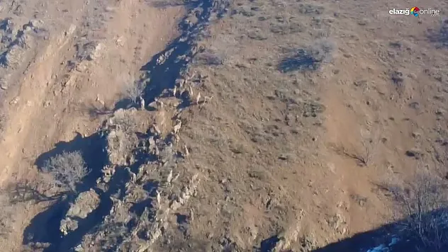 Kovancılar'da Yaban Hayatından Muhteşem Görüntüler!