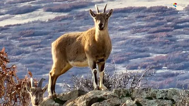 Dağ keçileri yiyecek ararken görüntülendi