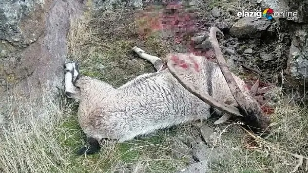 Dağ keçisini vuran şahıs yakalandı, 28 bin 405 TL ceza kesildi