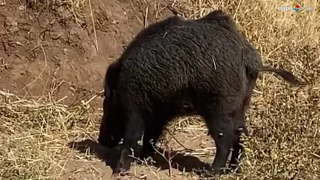Dağlarda Göremediği Domuzu Köyde Gördü: Elazığ Sütlüce'de İlginç Karşılaşma!