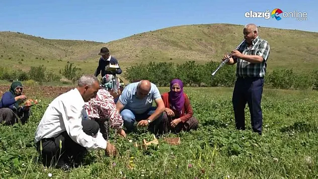 Meşhur Gezin çileğinde hasat zamanı