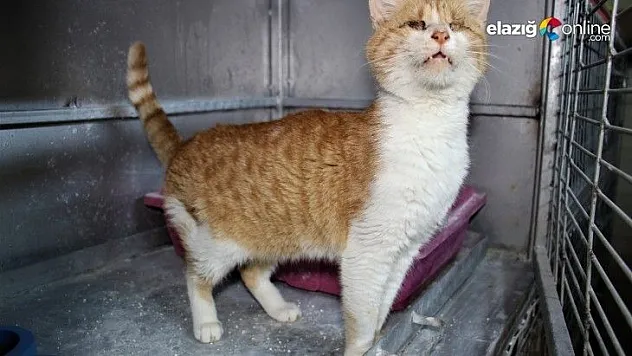 Depremde 2 kedi gözlerini kaybetti, şimdi sıcak yuva bekliyor