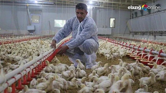 Devlet desteği ile çiftlik kurdu, yılda 300 bin TL kazanmaya başladı