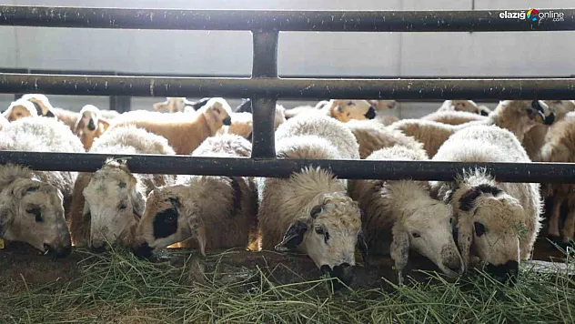 Elazığ'da Kırsal Kalkınmaya Örnek Proje: 120 Başlık Ağıla Devlet Desteği