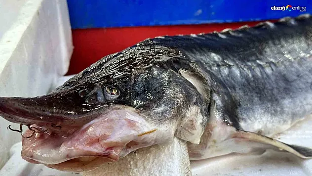 Bu balığın havyarı 2 milyon lira