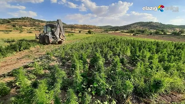 22 Milyon Kök Kenevir Ele Geçirildi