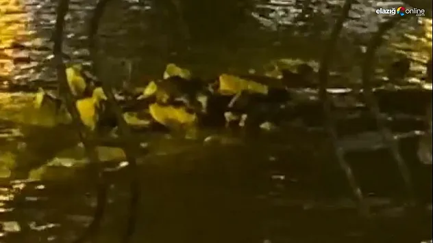 Diyarbakır'da nesli tükenmek üzere olan su samuru görüntülendi