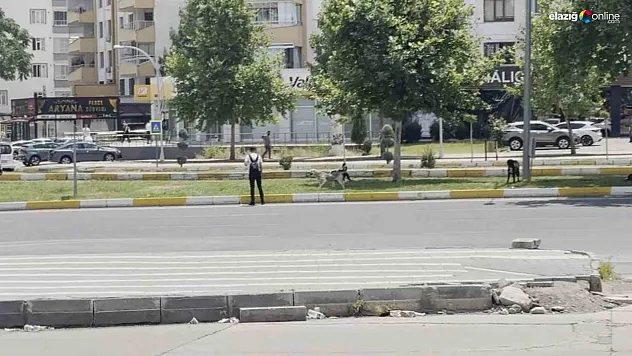Diyarbakır'da sürü halinde gezen köpekler vatandaşları korkuttu