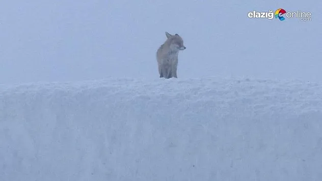 Doğa koruma ekiplerini bekleyen tilkiler dikkat çekti