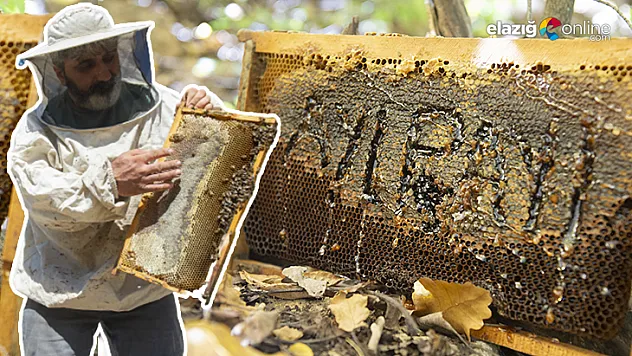 Doğa tutkunu arıcı 'ayıların bal hakkını' doğaya bırakıyor