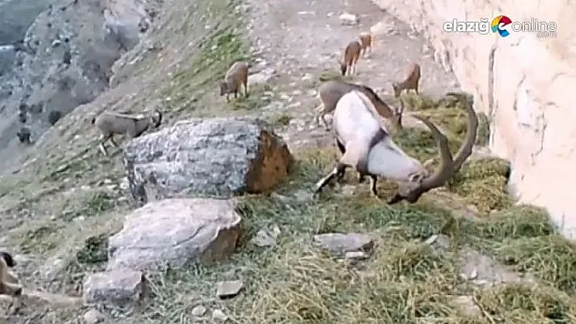 Doğaya bırakılan yemleri yiyen keçiler görüntülendi