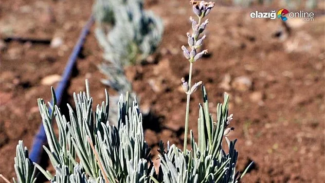 Doğu Anadolu Bölgesi'nin en büyük lavanta bahçesi Elazığ'da kuruldu