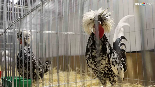 Elazığ'da Gıda ve Tarım Fuarı Renkli Görüntülere Sahne Oldu!