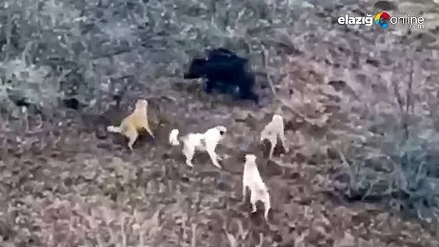 Domuz ile köpekler arasında amansız mücadele