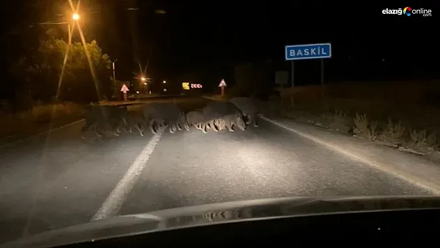 Araçlara aldırış etmeden karşıya geçen domuz sürüsü şaşkınlık yarattı