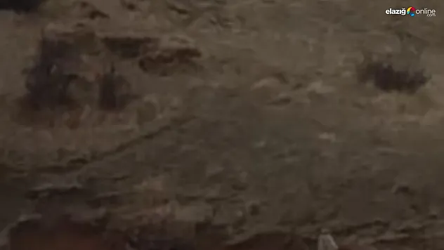 Aç Kalan Yaban Domuzları Şehre İndi: Çoban Köpeği Harekete Geçti!