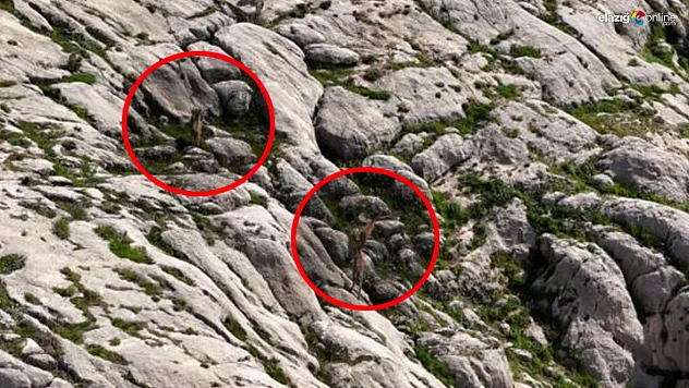 Dron ile Görüntülenen Elazığ Dağ Keçileri, Doğa Severlere Eşsiz Bir Manzara Sundu!