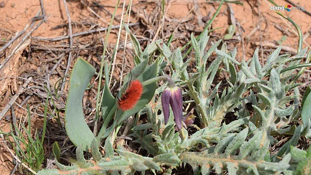 Sadece Baskil'de Var: Kürklü Düğün Böceği ve Endemik Ters Lale Aynı Karede!