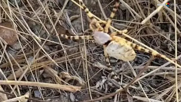 Dünyanın en zehirli örümceği Baskil'de görüldü