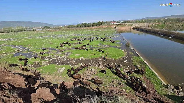 Bahar geldi, koyun sürüleri otlağa indi
