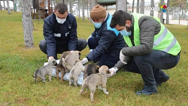 Elazığ Belediyesi'nden sokak hayvanlarına şefkat eli