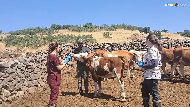 'Sağlıklı Hayvan, Güvenilir Gıda' İçin Karakoçan'da Aşı Çalışması!