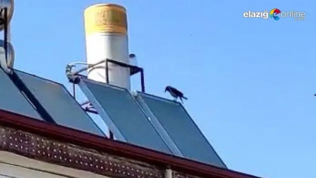 Allah diye bağıran karga görenleri hayretler içinde bıraktı