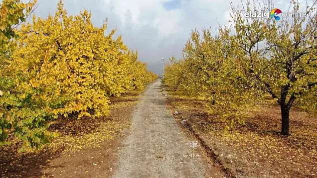 Elazığ'da 'altın yaprakların' sonbahar güzelliği