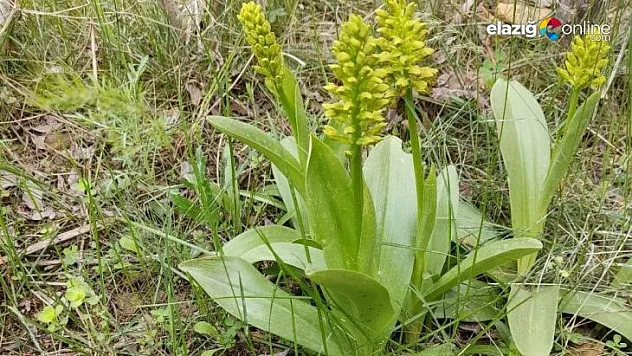 Biyoçeşitlilik izleme çalışmaları sürüyor
