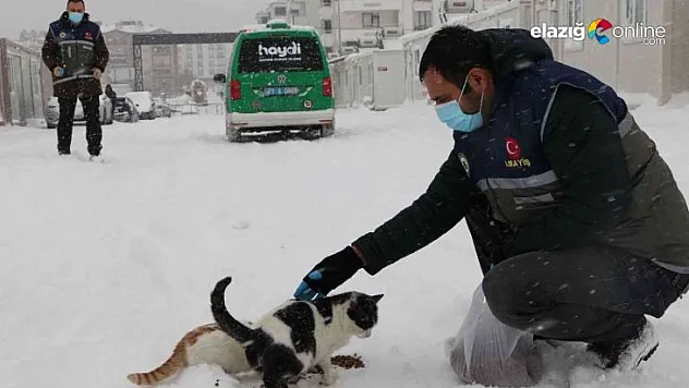 'HAYDİ' polisleri sokak hayvanlarını unutmadı