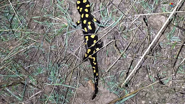 Keban'da 'sarı benekli semender' görüldü!