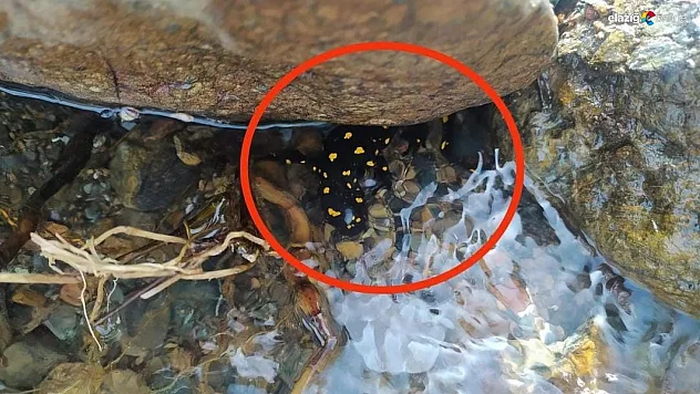 Koruma altında bulunan türler arasında yer alıyor