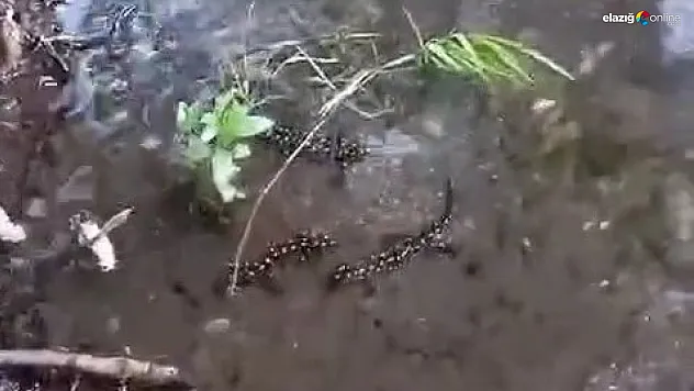Semenderler bu defa dere içerisinde görüldü