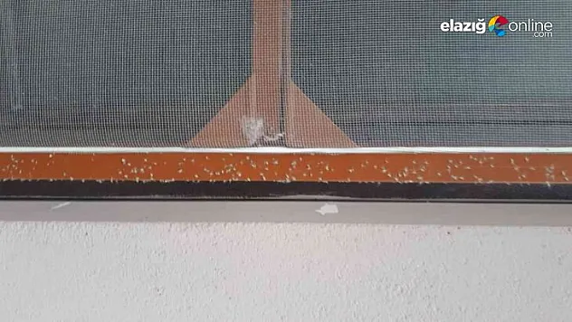 Hankendi köyünü 'yaprak biti' istila etti