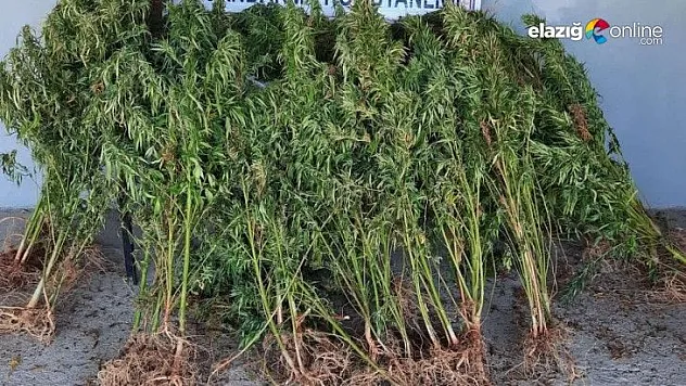 Ormanlık alanda 110 kök kenevir ele geçirildi