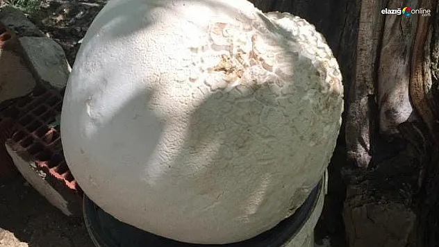 Dev mantar görenleri hayretler içinde bıraktı!