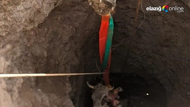 Elazığ'da 14 metrelik kuyuya düşen gebe inek, 1 saatlik çalışmayla kurtarıldı