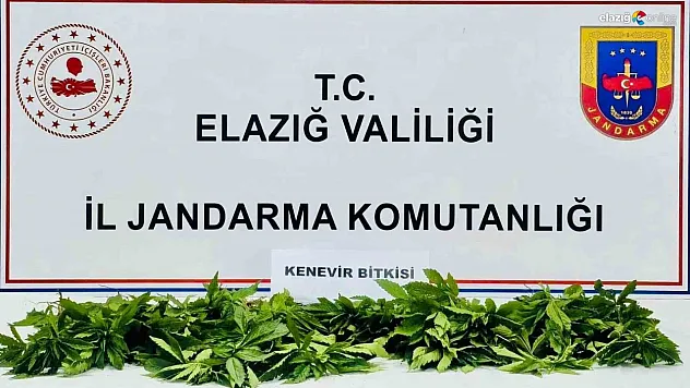 Elazığ jandarmasından kenevir operasyonu!