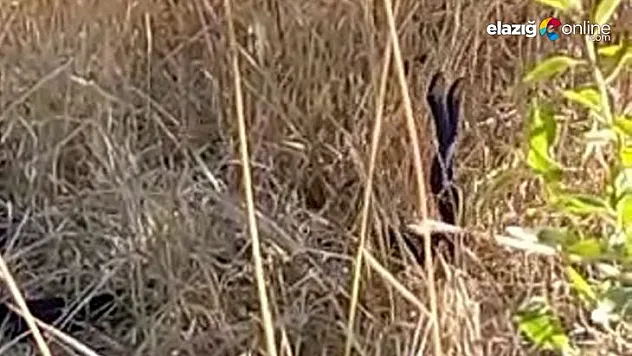 Elazığ'da 2 metrelik yılanların dansı