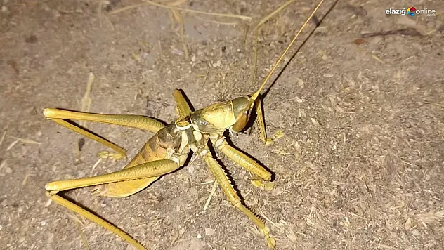 Harbiden 'Çağaboğan': Bu sefer ki 20 santim büyüklüğünde!