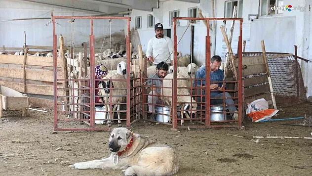 Elazığ'da Küçükbaş Hayvancılığa Can Suyu: Bakanlık'tan 41 Milyon TL Destek!