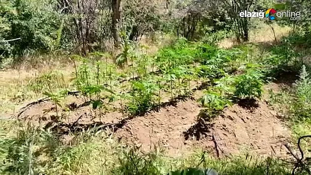 Elazığ'da 212 kök kenevir ele geçirildi