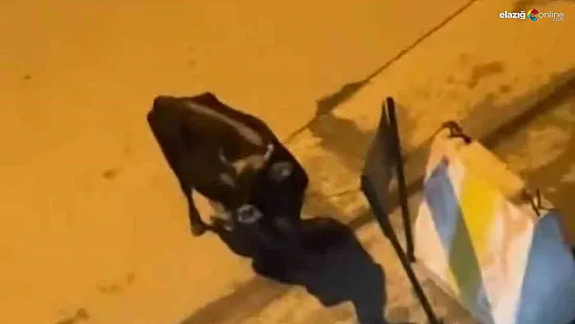 Elazığ'da 3 Gün Boyunca Hastane Önünde Dolaşan İnek Merak Konusu Oldu!