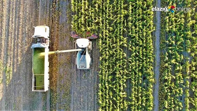 4 bin dönümlük alanda silajlık mısır hasadı başladı