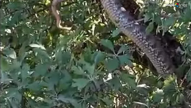 Devasa yılanı görenler gözlerine inanamadı