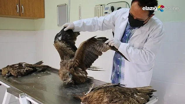 Başhekim Mehmet Cengiz Han: Hedef Seçerek Vurup, Doğanın Dengesini Bozmayın