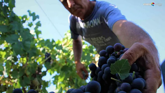 Elazığ'da erkenci üzüm hasadına başlandı