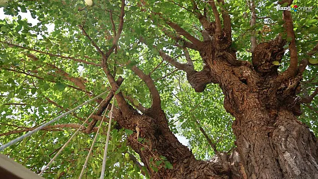Palu'da 5 Asırlık Dut Ağacı Ziyaretçilerini Büyülüyor!